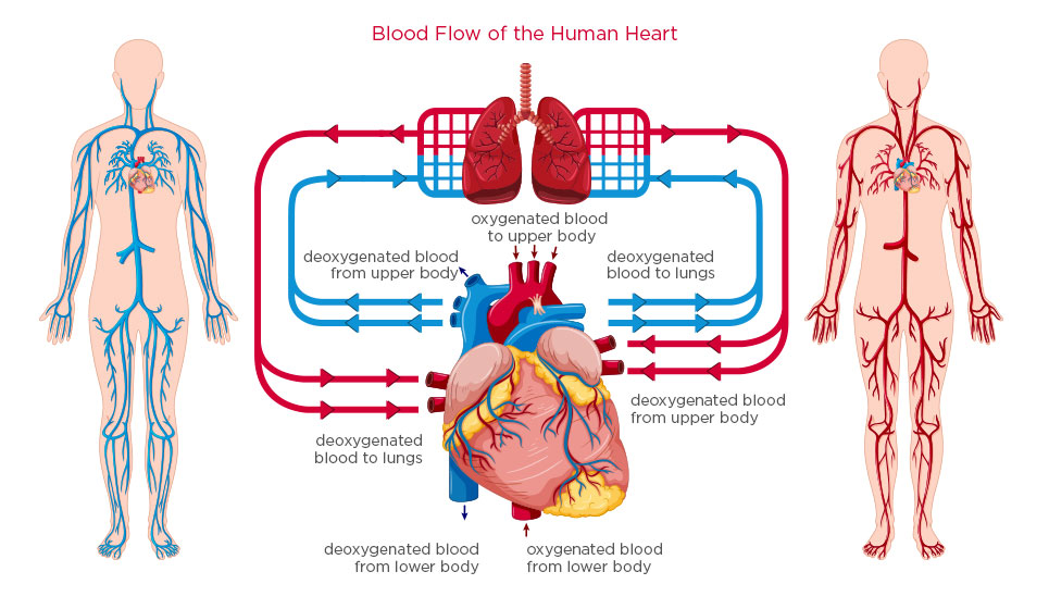 healthy human heart diagram